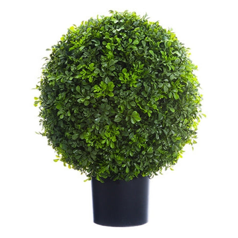 Topiaire boule de buis compact