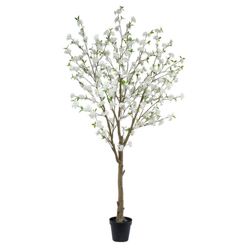 Cerisier en fleurs blanc 96''