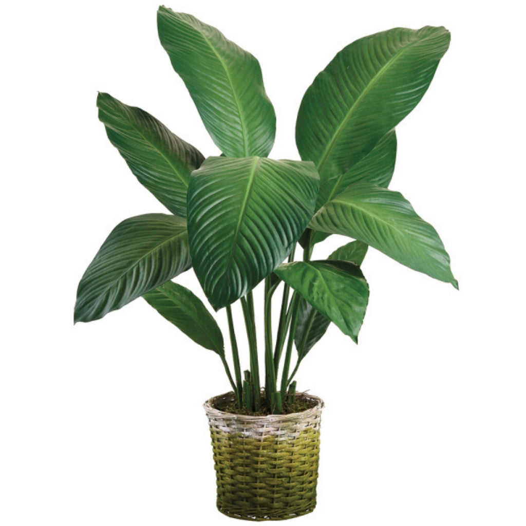 Spathiphyllum artificiel 41''